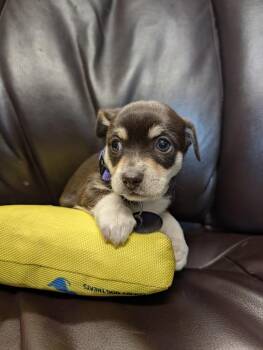Coprolite -  Chihuahua Dog for Adoption in Carson City, Nevada - Coprolite | PetCurious