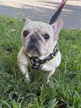 PARIS -  French Bulldog Dog Available for Adoption in Margate, Florida - PARIS | PetCurious