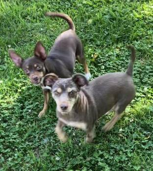 Mike & Molly -  Miniature Pinscher and Schnauzer Dog for Adoption in Landenberg, Pennsylvania - Mike & Molly | PetCurious