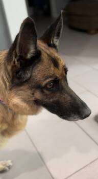Quinn -  German Shepherd Dog Dog for Adoption in Palm Desert, California - Quinn | PetCurious