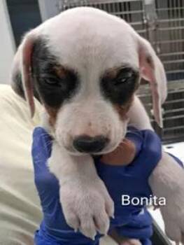 Bonita -  Mixed Breed Dog for Adoption in Cincinnati, Ohio - Bonita | PetCurious