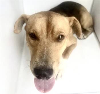 A661346 -  Redbone Coonhound and Mixed Breed Dog for Adoption in Houston, Texas - A661346 | PetCurious