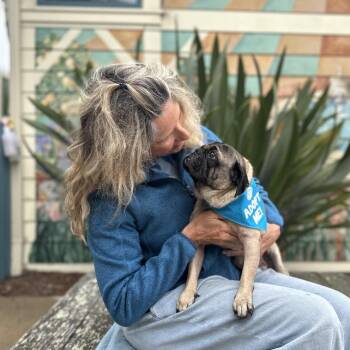 Dug -  Pug Dog for Adoption in Pacific Grove, California - Dug | PetCurious