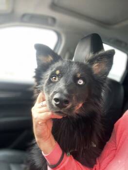 Jazz -  Australian Shepherd Dog for Adoption in Escondido, California - Jazz | PetCurious