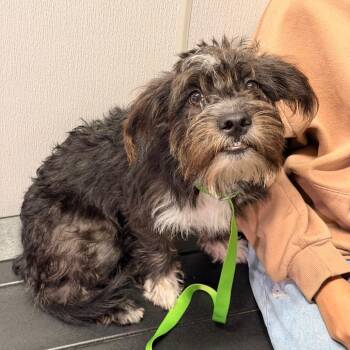 Luca -  Cockapoo and Mixed Breed Dog for Adoption in Tampa, Florida - Luca | PetCurious