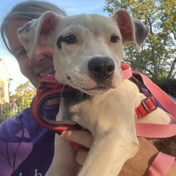 Itsy -  Mixed Breed Dog for Adoption in Rockville, Maryland - Itsy | PetCurious