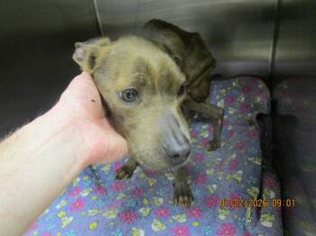 Xena(407) -  Pit Bull Terrier and Labrador Retriever Dog for Adoption in Marietta, Georgia - Xena(407) | PetCurious