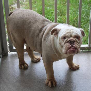 Leia -  English Bulldog Dog for Adoption in Northbrook, Illinois - Leia | PetCurious