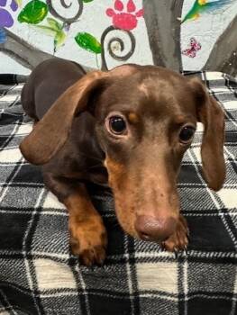 Rescue Dachshund Dogs for Adoption in Brookhaven, Mississippi - Boomer 25 | PetCurious