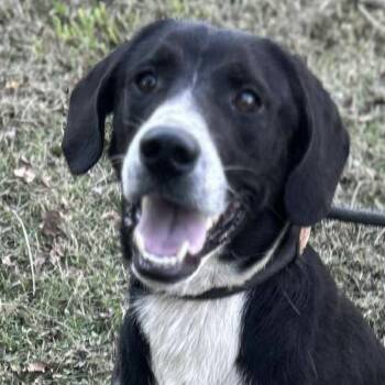 Rescue Labrador Retriever and Treeing Walker Coonhound Dogs for Adoption in Watertown, Connecticut - Otis | PetCurious