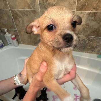 Fish -  Mixed Breed Dog for Adoption in Fredericksburg, Virginia - Fish | PetCurious