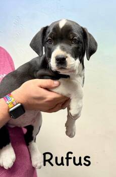 Black Labrador Retriever Dogs Available for Adoption in Semmes, Alabama - Rufus  | PetCurious