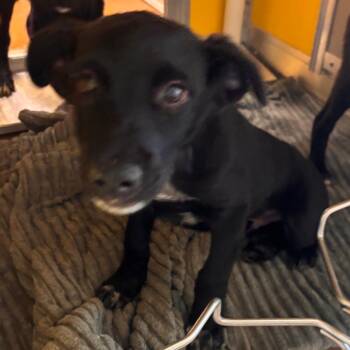 Snoop-63375 -  Shepherd and Mixed Breed Dog for Adoption in Bend, Oregon - Snoop-63375 | PetCurious