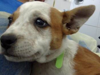 Mixed Breed Dogs Available for Adoption - TOTO | PetCurious