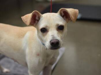 Princess -  Terrier Dog for Adoption in Portland, Oregon - Princess | PetCurious
