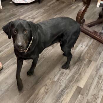 Ellie May -  Black Labrador Retriever Dog for Adoption in Sequatchie, Tennessee - Ellie May | PetCurious