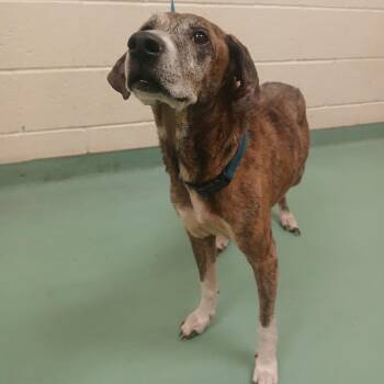 Nala -  Mixed Breed Dog for Adoption in Memphis, Tennessee - Nala | PetCurious