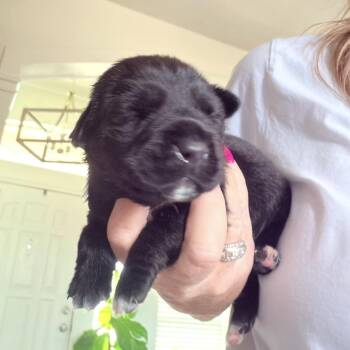 Raven II -  Mixed Breed Dog for Adoption in Mount Pleasant, Texas - Raven II | PetCurious