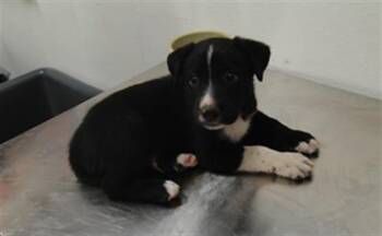 THURSDAY -  German Shepherd Dog and Mixed Breed Dog for Adoption in Albuquerque, New Mexico - THURSDAY | PetCurious