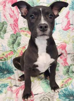 BLOOM -  Labrador Retriever Dog for Adoption in Brunswick, Georgia - BLOOM | PetCurious