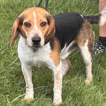 PTH Leo -  Beagle Dog for Adoption in Batavia, New York - PTH Leo | PetCurious