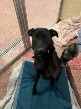Bruin Aka Flurr -  Labrador Retriever Dog for Adoption in Stratham, New Hampshire - Bruin Aka Flurr | PetCurious