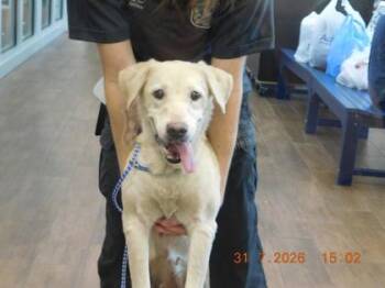 Helga -  Labrador Retriever and Mixed Breed Dog for Adoption in North Richland Hills, Texas - Helga | PetCurious