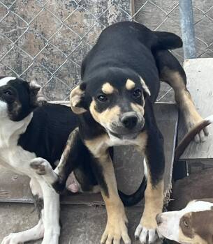 Mixed Breed Dogs Available for Adoption in Longview, Texas - Bean | PetCurious