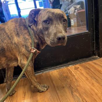 Ripley -  Pit Bull Terrier Dog for Adoption in Grass Valley, California - Ripley | PetCurious
