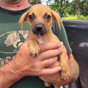 Oreck -  Chihuahua and Dachshund Dog for Adoption in Chiefland, Florida - Oreck | PetCurious