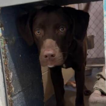 Chocolate Labrador Retriever Dogs Available for Adoption in Honesdale, Pennsylvania - Buddy | PetCurious