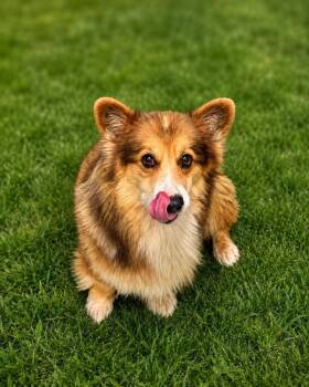 Tater Fluff -  Corgi Dog for Adoption in Colorado Springs, Colorado - Tater Fluff | PetCurious