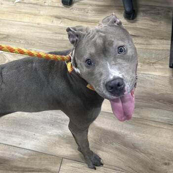 Bebe -  Pit Bull Terrier Dog for Adoption in Newark, New Jersey - Bebe | PetCurious