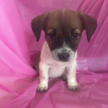 Shampoo -  Australian Shepherd and Mixed Breed Dog for Adoption in North Charleston, South Carolina - Shampoo | PetCurious
