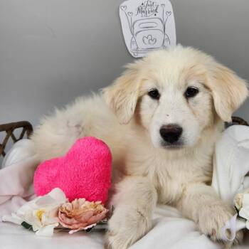 Bride on Honeymoon -  Great Pyrenees Dog Available for Adoption in Fort Wayne, Indiana - Bride On Honeymoon | PetCurious