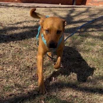 Mixed Breed Dogs Available for Adoption - Kitt- Courtesy | PetCurious