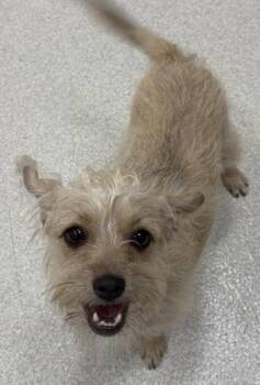 Terrier and Mixed Breed Dogs Available for Adoption - Peanut | PetCurious