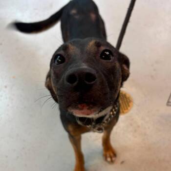 Aster Flores Stray Hold 7/11 -  Mixed Breed Dog for Adoption in Huntington, West Virginia - Aster Flores Stray Hold 7/11 | PetCurious