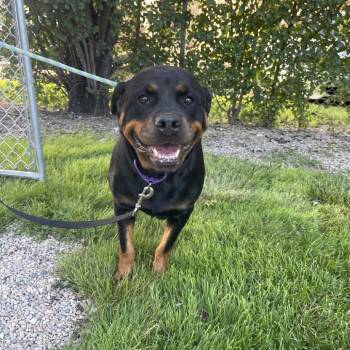 Bella -  Rottweiler Dog for Adoption in Northbrook, Illinois - Bella | PetCurious