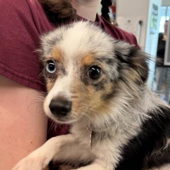 Biscuit -  Australian Shepherd and Mixed Breed Dog for Adoption in Kennebunk, Maine - Biscuit | PetCurious