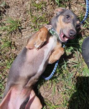 Rescue Miniature Pinscher and Mixed Breed Dogs for Adoption in Ridgeland, South Carolina - Bella | PetCurious