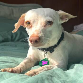 Chihuahua Dogs Available for Adoption - Freckles | PetCurious