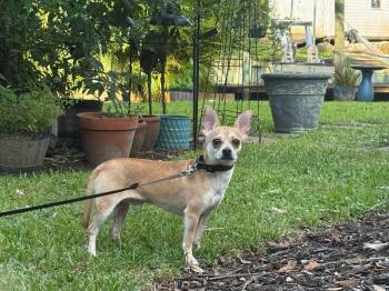 Rescue Chihuahua Dogs for Adoption in Port St. Lucie, Florida - Fathead | PetCurious