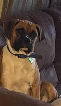 Rescue Boxer Dogs for Adoption in San Antonio, Texas - BUSTER | PetCurious