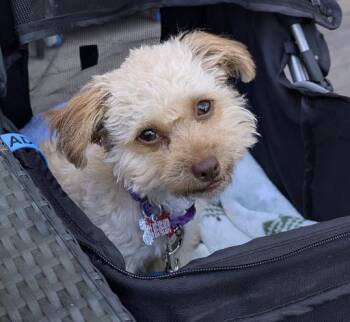 Sprite -  Maltese and Poodle Dog for Adoption in Palo Alto, California - Sprite | PetCurious