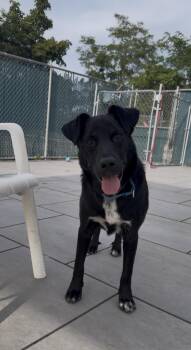 Twinkie -  Labrador Retriever Dog for Adoption in New Rochelle, New York - Twinkie | PetCurious