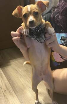 WILLOW -  Chihuahua Dog for Adoption in San Antonio, Texas - WILLOW | PetCurious