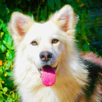 Zeek -  German Shepherd Dog and Shetland Sheepdog Sheltie Dog for Adoption in San Diego, California - Zeek | PetCurious