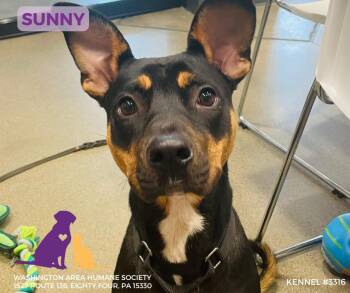 Rescue Pit Bull Terrier Dogs for Adoption in Eighty Four, Pennsylvania - Noelle | PetCurious