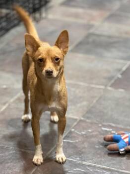 Rescue Chihuahua Dogs for Adoption in Tucson, Arizona - Burrito | PetCurious